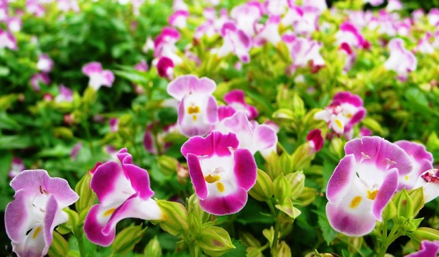 Торения (Torenia)