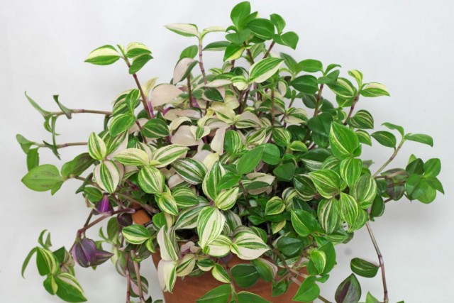 Традесканция приречная (Tradescantia fluminensis)