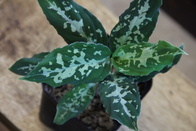 Аглаонема расписная (Aglaonema pictum)