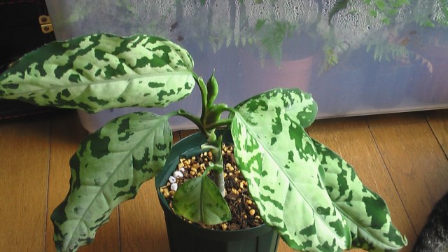 Аглаонема расписная (Aglaonema pictum)