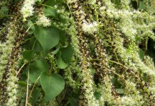 Анредера сердцелистная (Anredera cordifolia)