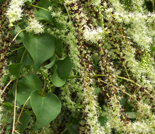 Анредера сердцелистная (Anredera cordifolia)