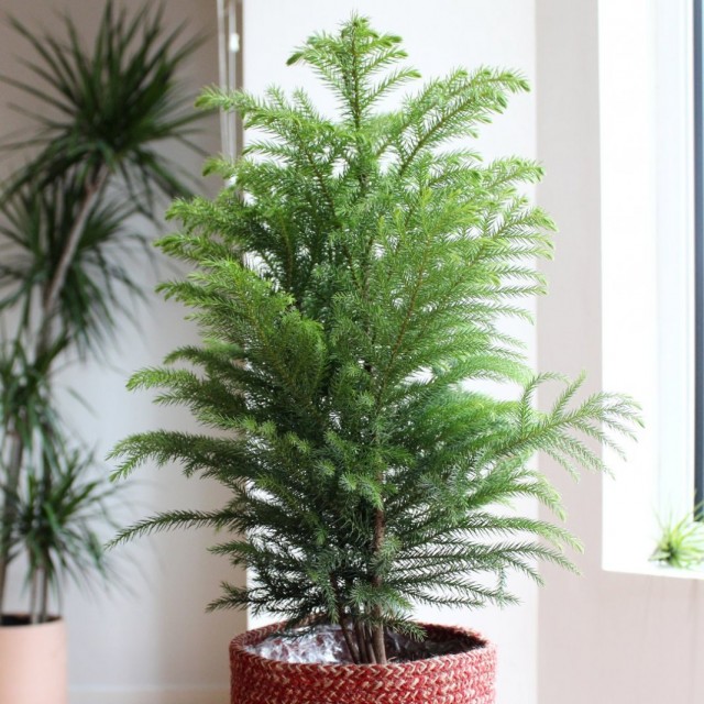 Араукария разнолистная (Araucaria heterophylla)