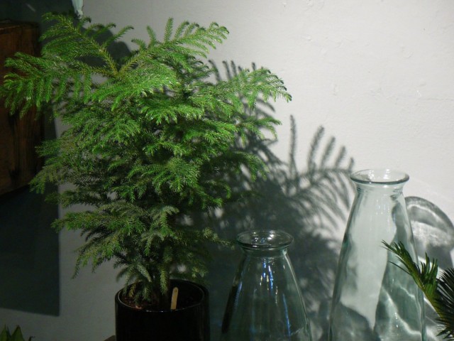 Араукария разнолистная (Araucaria heterophylla)