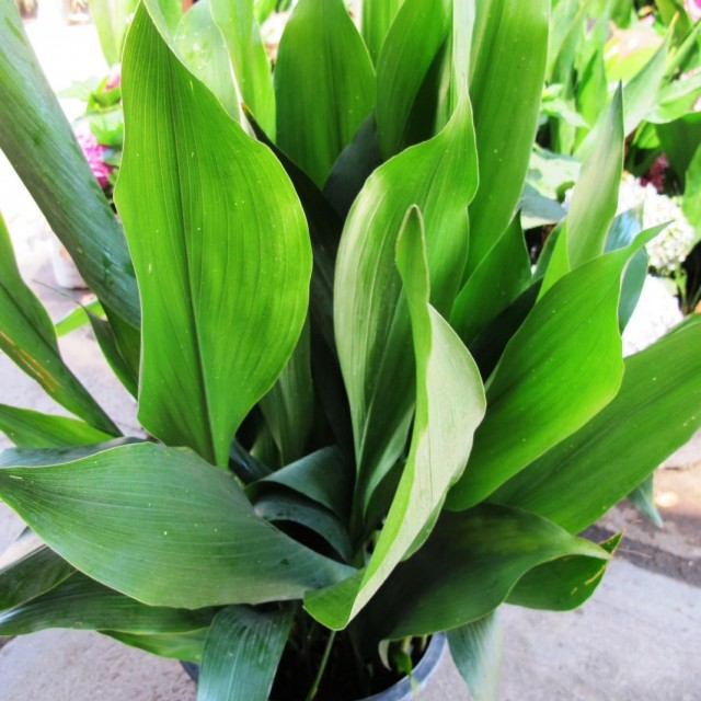 Аспидистра высокая (Aspidistra elatior)