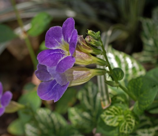 Азистазия ганская (Asystasia gangetica)