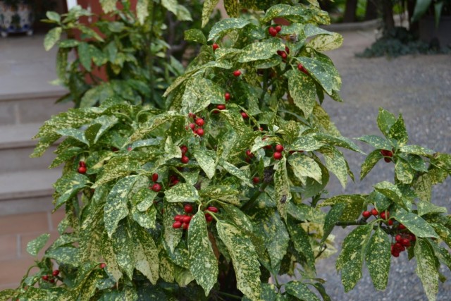 Аукуба японская (Aucuba japonica)