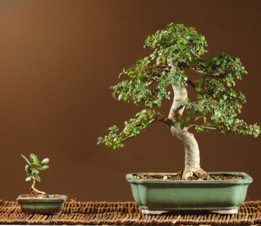 Бонсай из вяза мелколистного
