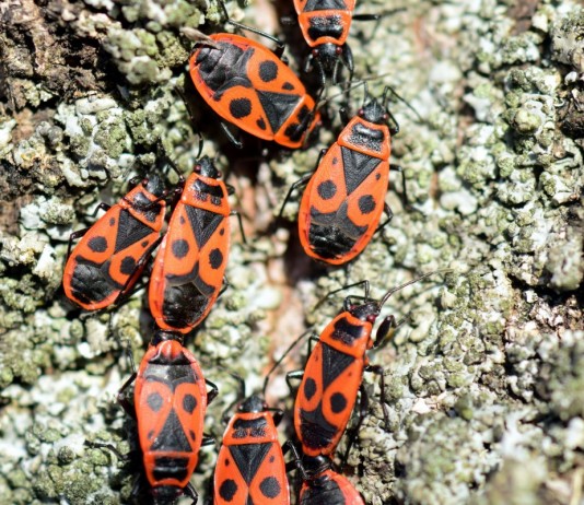 Клопы-солдатики, или красноклопы бескрылые, или козачки (Pyrrhocoris apterus)