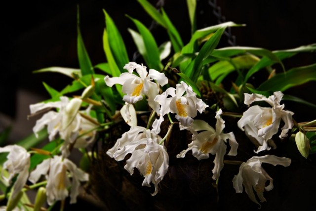 Целогина гребенчатая или Целогина кристата (Coelogyne cristata)