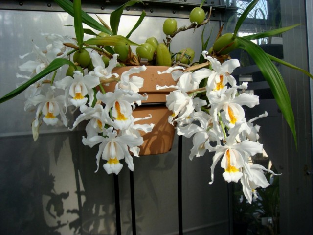 Целогина гребенчатая или Целогина кристата (Coelogyne cristata)