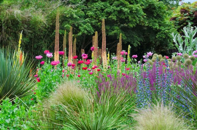 Эремурус Изабеллы «Спринг Вэлли Гибрид» (Eremurus x isabellinus 'Spring Valley Hybrids')