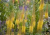 Эремурус, или Ширяш (Eremurus)