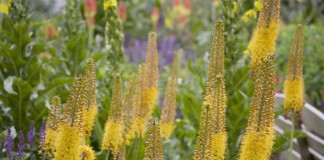 Эремурус, или Ширяш (Eremurus)