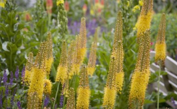 Эремурус, или Ширяш (Eremurus)