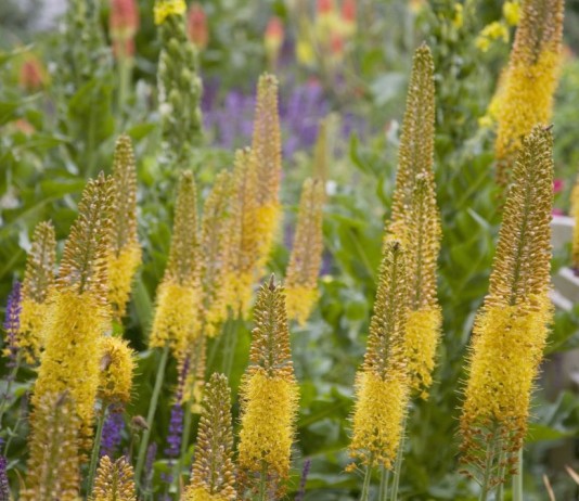 Эремурус — роскошные вертикали - Цветник и ландшафт Эремурус, или Ширяш (Eremurus)