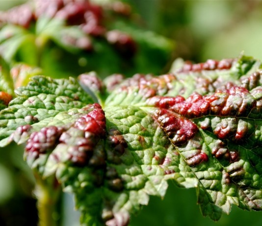 Признаки поражения галловой тлёй на листьях смородины