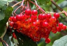 Ягоды калины обыкновенной