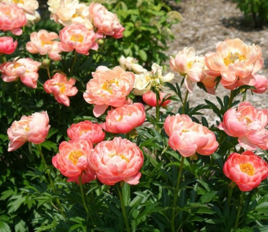 Травянистые пионы — фавориты на все времена - Цветы многолетние Пион «Корал Суприм» (Paeonia 'Coral Supreme')