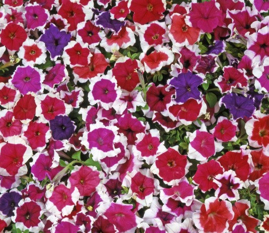 Восхитительные крупноцветковые петунии «Императорская семья» - Агрофирма АЭЛИТА Петунии пикоти серия «Императорская семья»