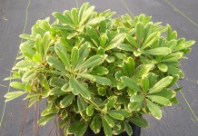 Питтоспорум Тобира (Pittosporum tobira)