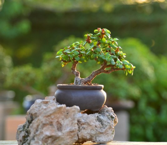 Портулакария африканская — суккулент, бонсай и большая редкость - Комнатные растения Портулакария африканская (Portulacaria afra)