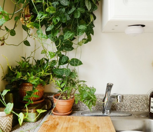 Комнатные растения в маленькой кухне