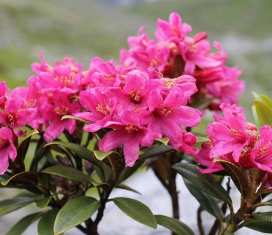 Рододeндрон (Rhododendron)