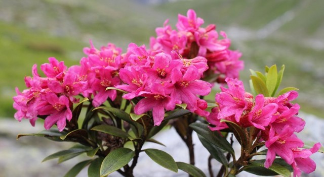 Рододeндрон (Rhododendron)