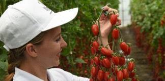 Самые вкусные томаты от агрохолдинга ПОИСК!