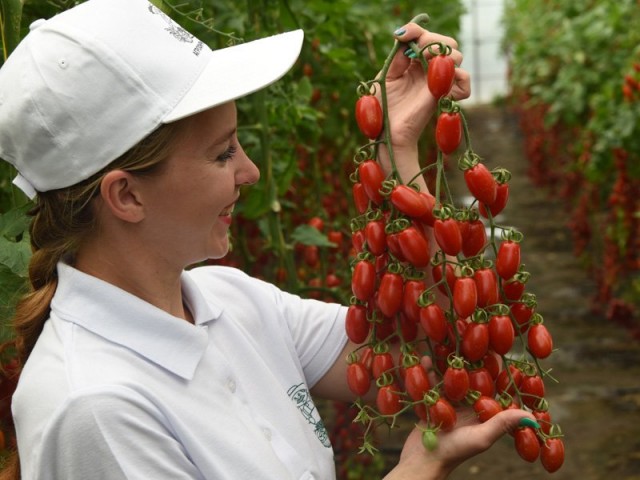 Самые вкусные томаты от агрохолдинга ПОИСК!