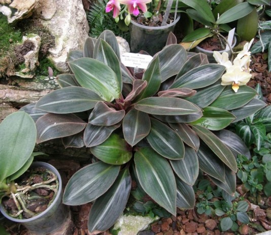 Сидерасис буроватый (Siderasis fuscata)