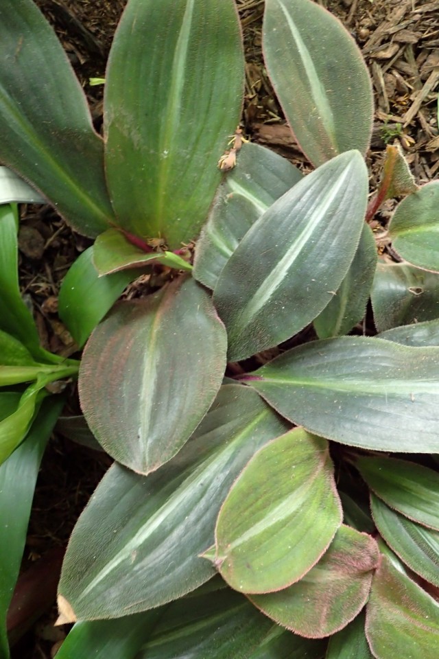 Сидерасис буроватый (Siderasis fuscata)