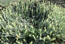 Железница крымская (Sideritis taurica). © kipro-bg