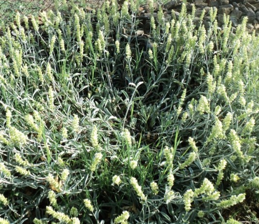 Железница крымская (Sideritis taurica). © kipro-bg