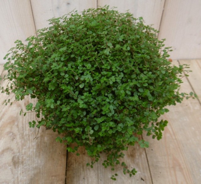 Солейролия солейрольская (Soleirolia soleirolii)