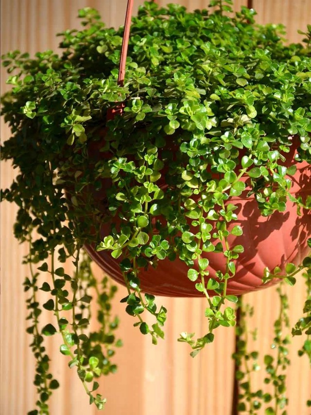 Солейролия солейрольская (Soleirolia soleirolii)