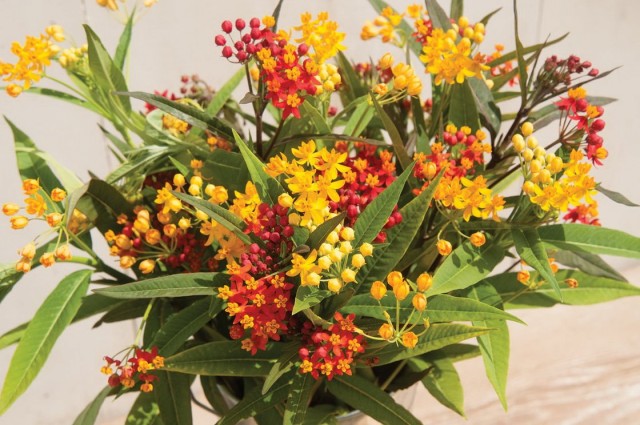 Ваточник кюрасавский, или асклепиас кюрасавский (Asclepias curassavica) Ваточник кюрасавский, или асклепиас кюрасавский (Asclepias curassavica)