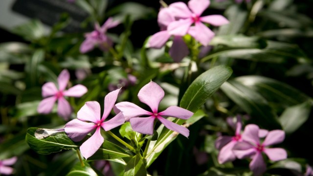 Катарантус розовый, или барвинок розовый (Catharanthus roseus)