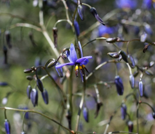 Дианелла — изящная фея - Редкие и необычные Дианелла голубая (Dianella caerulea)