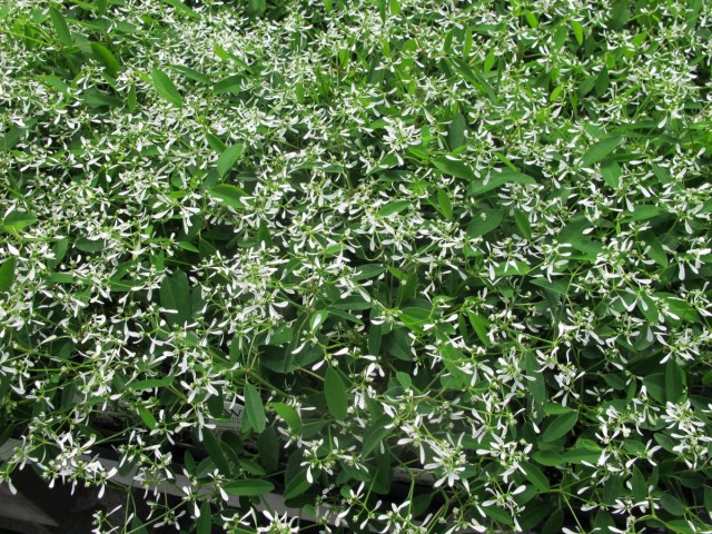 Молочай гибридный "Алмазный мороз" (Euphorbia 'Diamond Frost') Молочай гибридный "Алмазный мороз" (Euphorbia 'Diamond Frost')