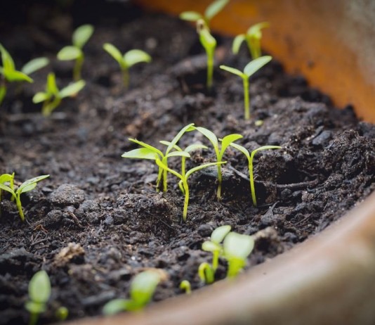 Выращивание молюцеллы из семян - Цветник и ландшафт Всходы молюцеллы, посеянной на рассаду