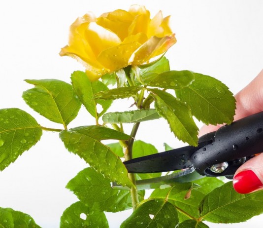 Обрезка комнатной розы