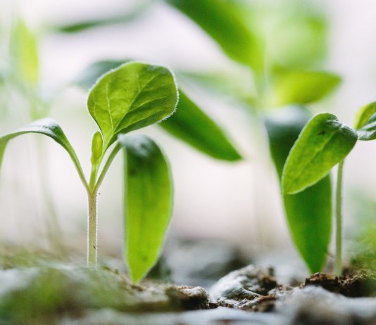 Основные ошибки при выращивании рассады