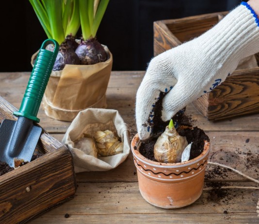 Посадка на выгонку преждевременно прорастающих луковиц гиацинта