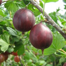 Сорт крыжовника Защитник