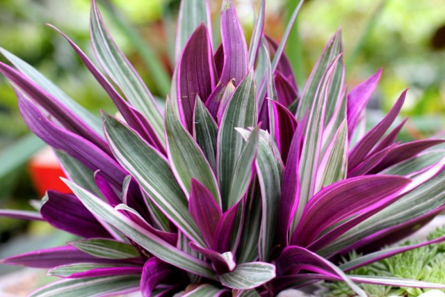 Традесканция разноцветная, или традескaнция покрывaльчатая (Tradescantia spathacea) Традесканция разноцветная, или традескaнция покрывaльчатая (Tradescantia spathacea)