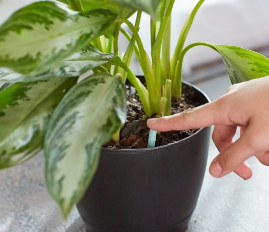 Когда и как подкармливать комнатные растения