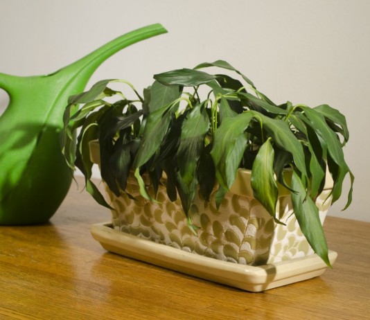 Увядающее комнатное растение