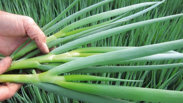 Лук-батун, или Татарка, или Дудчатый лук (Allium fistulosum)